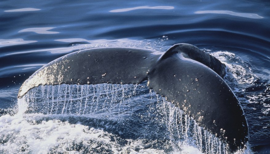 Photo Credit: Fuse/Fuse/Getty Images Humpback whale tail