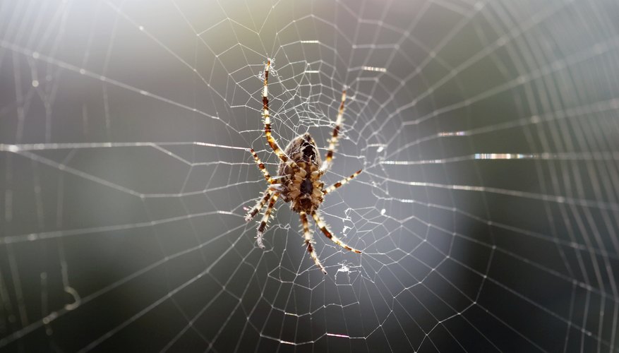 Common North Dakota Spiders Sciencing