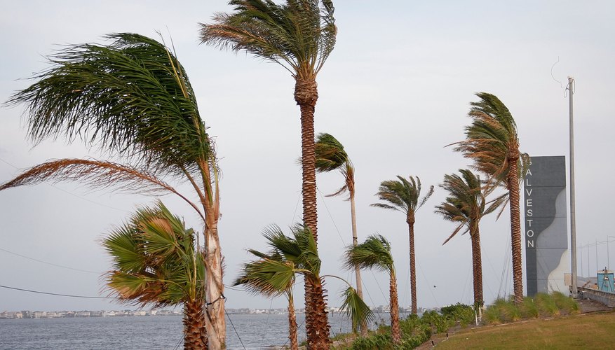 Photo Credit: Scott Olson/Getty Images News/Getty Images Wind from Hurricane Ike whips past palm trees September 12, 2008 in Galveston, Texas.