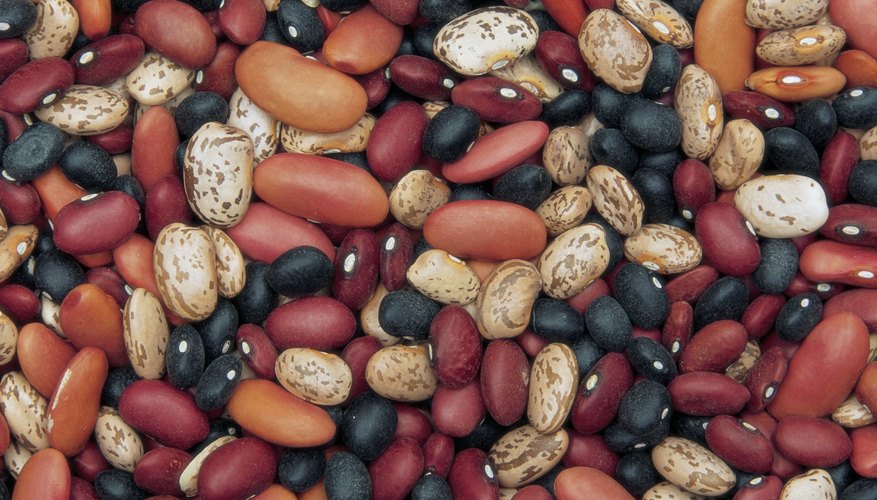 Photo Credit: Liquidlibrary/liquidlibrary/Getty Images Any number of bean varieties can be used for experiments.