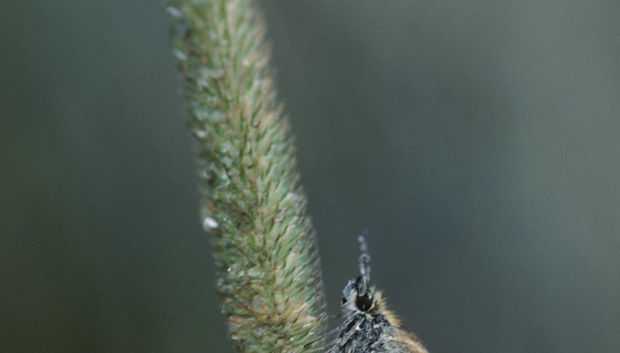 La biodiversidad es el número de especies vivas en un entorno.