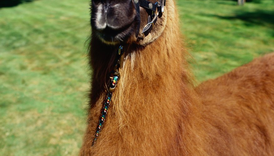 Photo Credit: Ryan McVay/Stockbyte/Getty Images Researchers found an infertile female llama with a missing X chromosome.