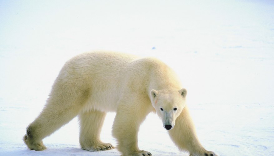 Polar bears are just one of the environmental dangers found in the tundra. Polar bears are just one of the environmental dangers found in the tundra.