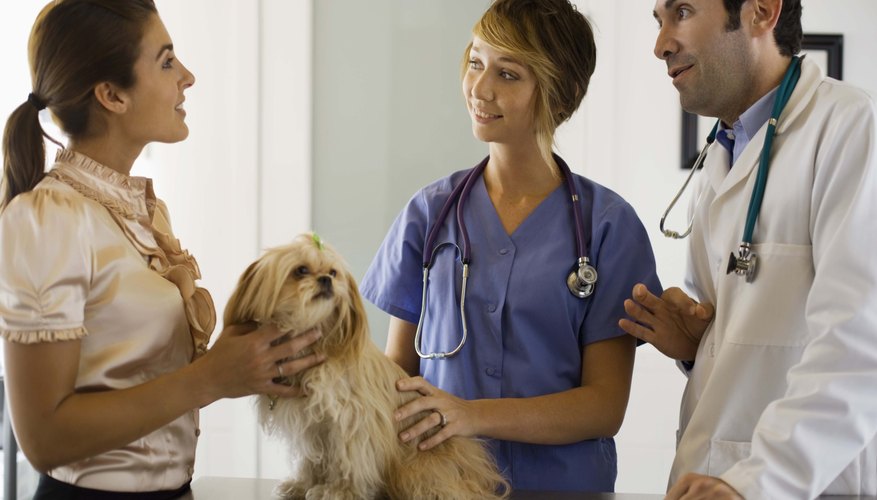 Top Schools for Veterinary Medicine Degrees | The Classroom