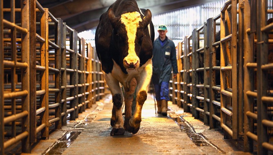 How to Figure Live Weight of Cattle | Sciencing