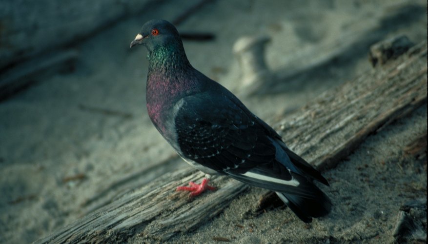 Un grupo de aves puede invadir rápidamente una zona.
