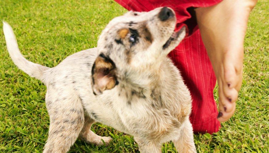 A dog bite can result in a CPL claim.