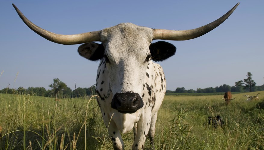 Longhorn Cattle Facts