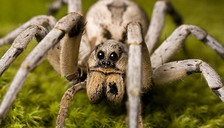Photo Credit: AliciaEBoyce/iStock/Getty Images A close-up of a wolf spider on moss.