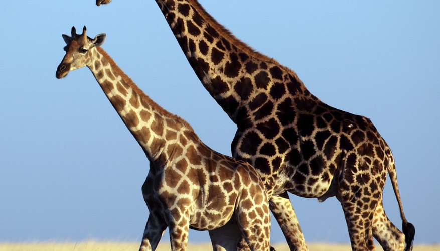 Photo Credit: Mogens Trolle/iStock/Getty Images Giraffes