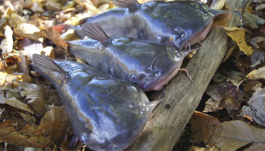 Texas Fishing Laws for Catfish