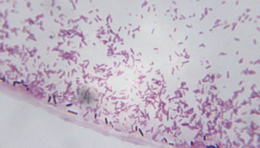 Photo Credit: Duncan Smith/Photodisc/Getty Images Prokaryotic cells are the same size as a mitochondria organelle in eukaryotic cells.
