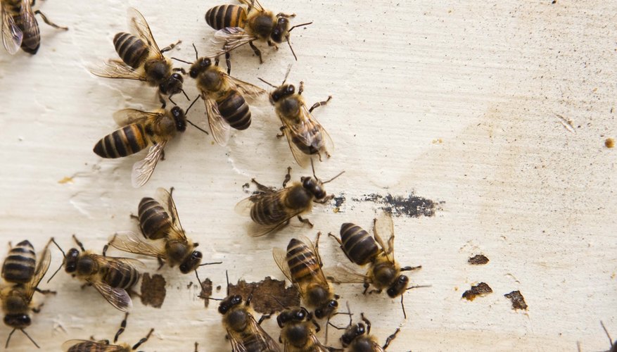 Partes del cuerpo de una abeja.
