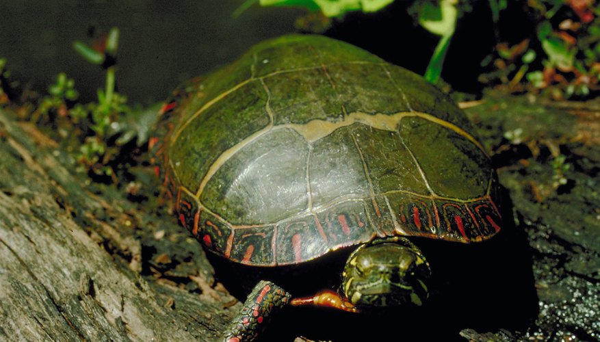 How Do Turtles Sleep? | Sciencing
