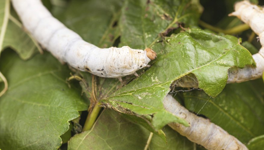 Photo Credit: jxfzsy/iStock/Getty Images A silkworm on a leaf.