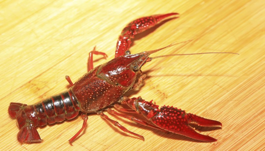 Fishing for Crayfish in Washington State