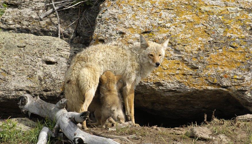 How to Find a Coyote's Den