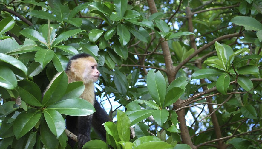 Photo Credit: Balalaika/iStock/Getty Images Central American Rainforest.