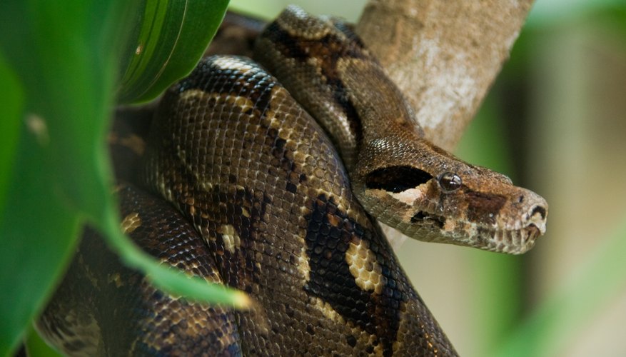 What Adaptations Do Anacondas Have to Survive? Sciencing