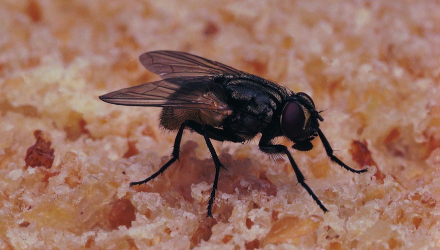 Photo Credit: Stockbyte/Stockbyte/Getty Images Fly larva are sometimes called wrigglers.