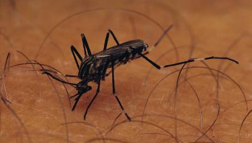 Photo Credit: Stockbyte/Stockbyte/Getty Images Teach preschoolers about mosquitoes with craft projects.