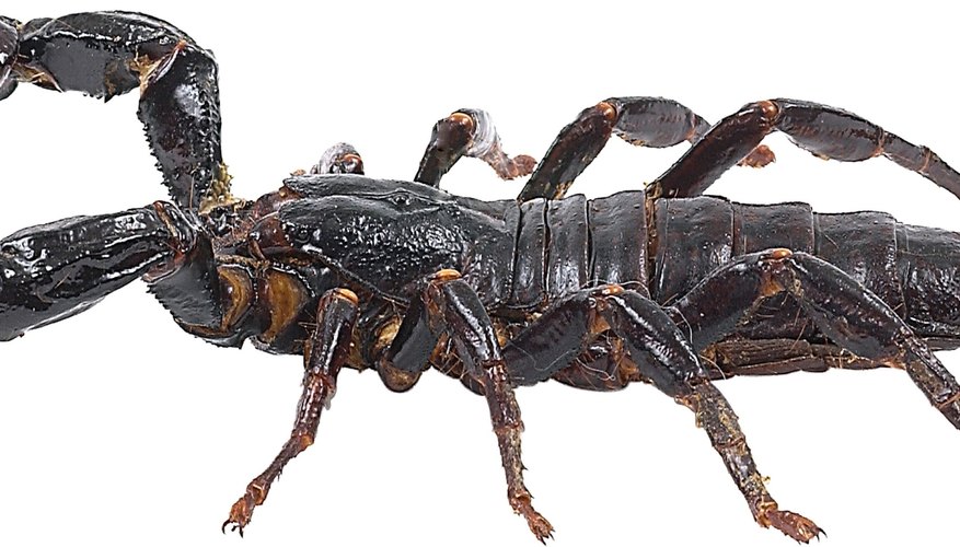 Los escorpiones emperador en su hábitat natural se alimenta de termitas, lagartijas y ratones.