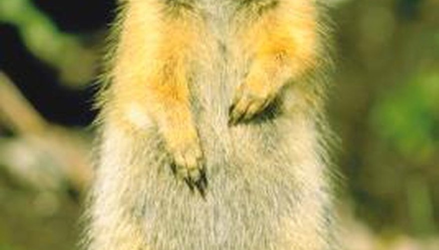 Squirrels can acquire either sarcoptic manage or notoedric mange. Squirrels can acquire either sarcoptic manage or notoedric mange.