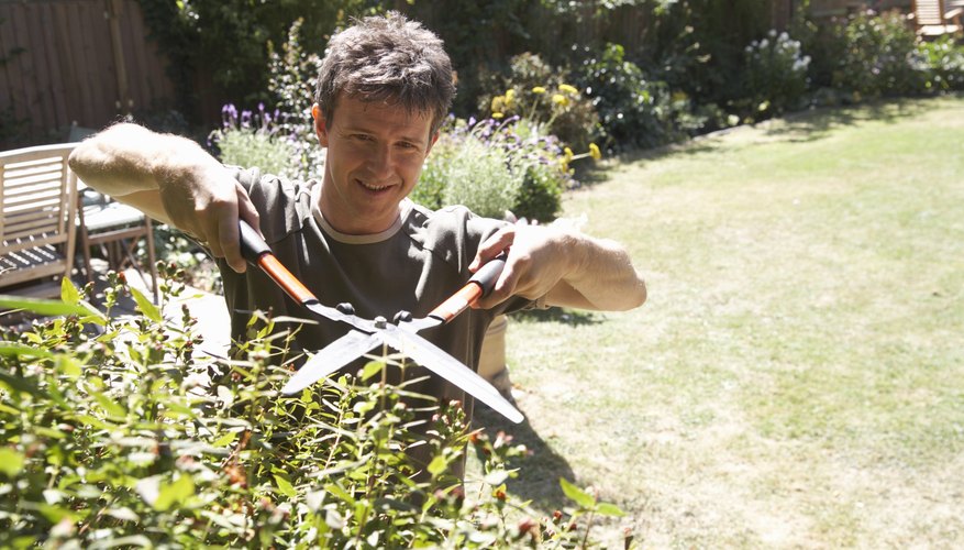 Identify unusual growths of vegetation. Identify unusual growths of vegetation.