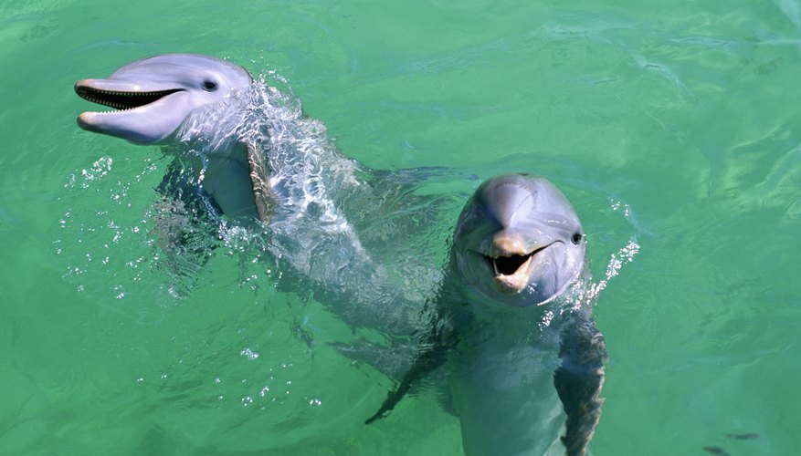 Swimming With Dolphins Near Texas