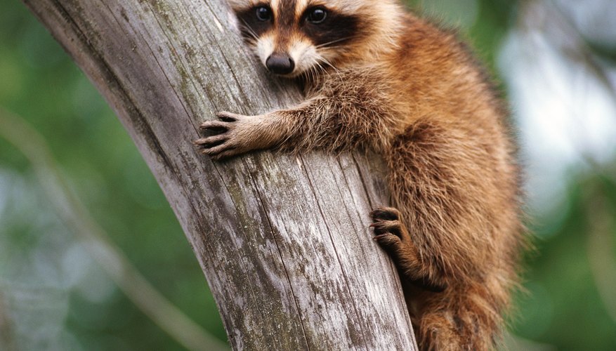 Tipos de mapaches.