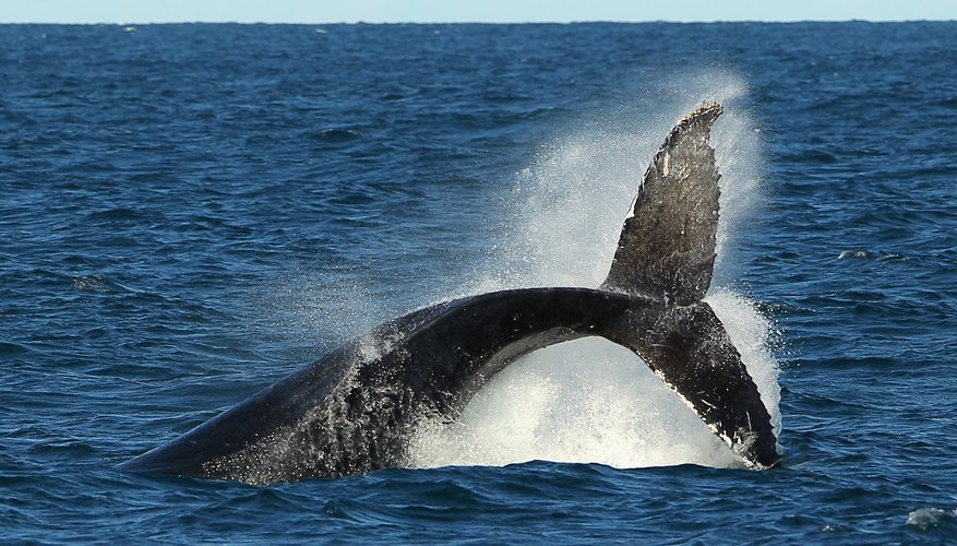 What Is a Whale Fluke? | Sciencing