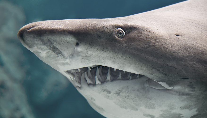 What Kinds Of Sharks Are In Myrtle Beach South Carolina Sciencing