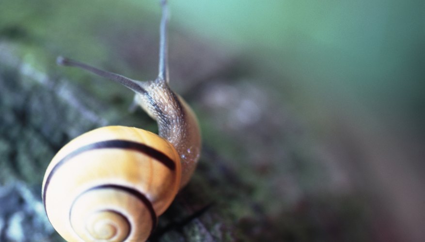 Photo Credit: John Foxx/Stockbyte/Getty Images Snails grow larger shells.