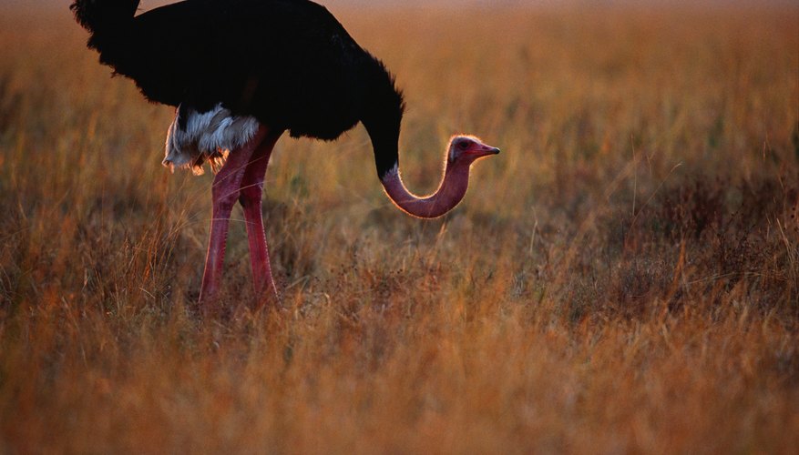 Photo Credit: Anup Shah/Photodisc/Getty Images Ostrich grazing