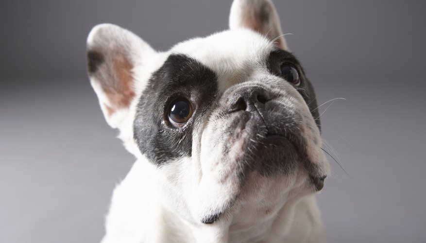 Una de las opciones de las razas de perros en