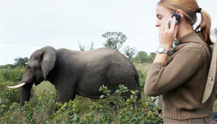 how-to-tell-the-difference-between-male-and-female-elephants-sciencing