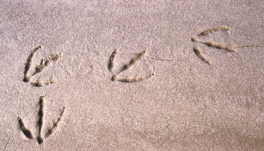 Observe the area for animal tracks. Observe the area for animal tracks.