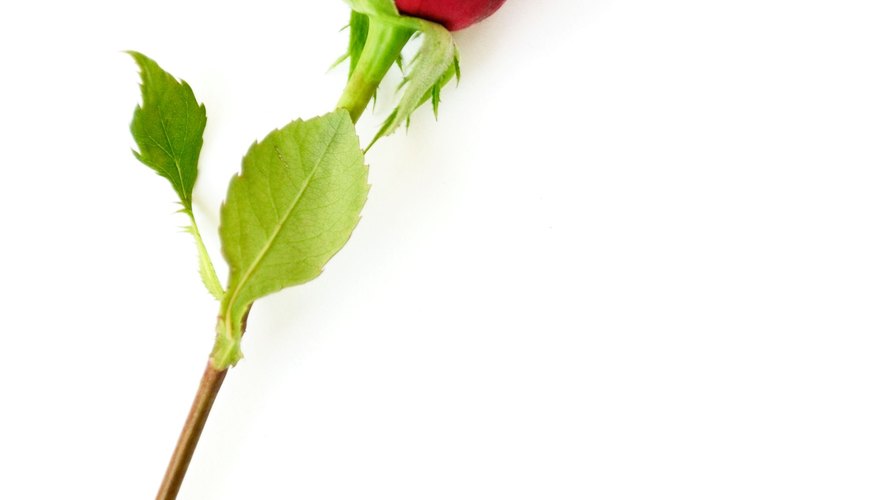 Las rosas de ropa interior se parecen sorprendentemente a las reales.