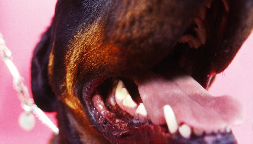 Photo Credit: George Doyle/Stockbyte/Getty Images Domestic dogs are the pygmy goat's biggest health threat.