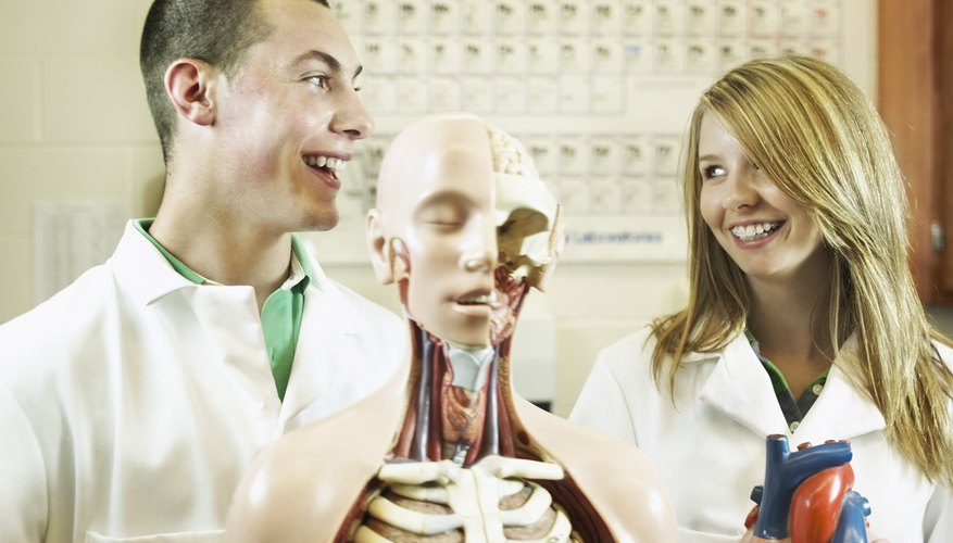 Photo Credit: Jupiterimages, Brand X Pictures/Brand X Pictures/Getty Images Many educational programs and classes require learning the human skeleton.