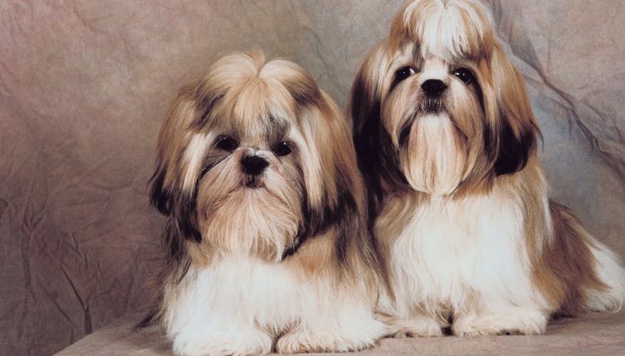 Photo Credit: Jupiterimages/Photos.com/Getty Images A couple of Shih Tzus.