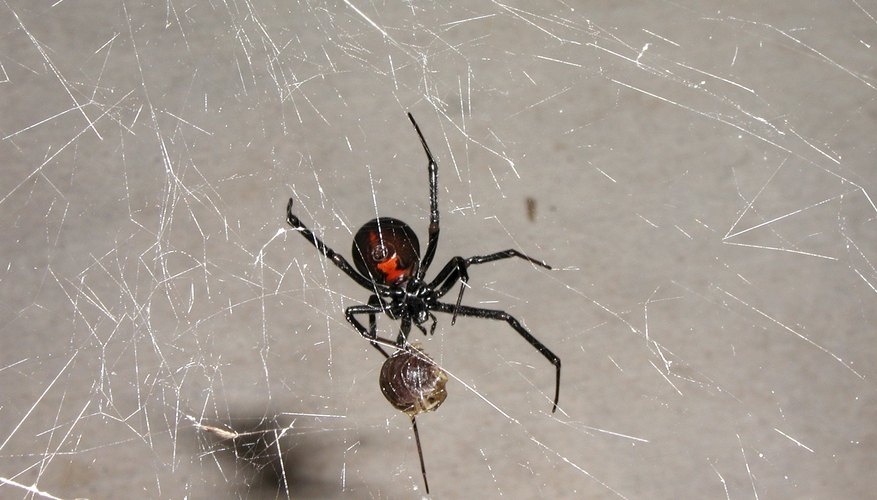 Black widow spider on a web Black widow spider on a web