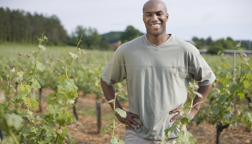 African man standing in vineyard