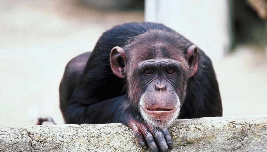 Photo Credit: Jupiterimages/Photos.com/Getty Images One study showed captive chimps seemingly closely watching an eclipse.