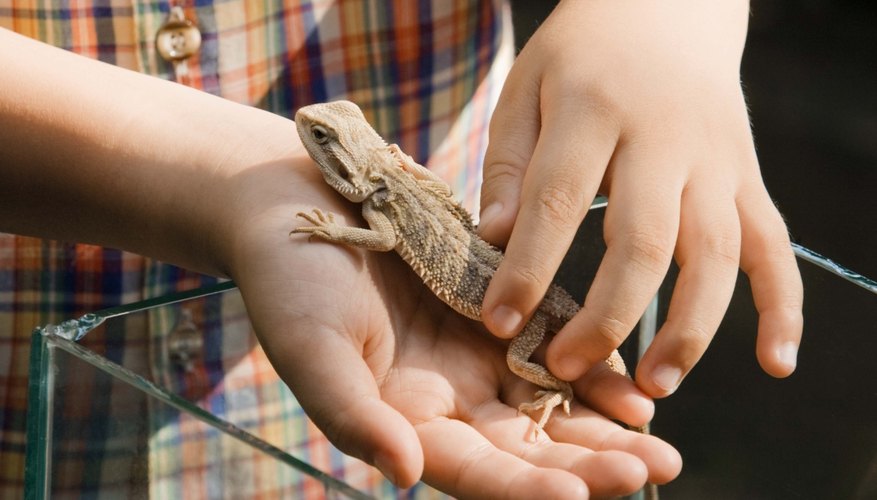 Fomenta el amor de tu hijo por los animales con las actividades de zoología.