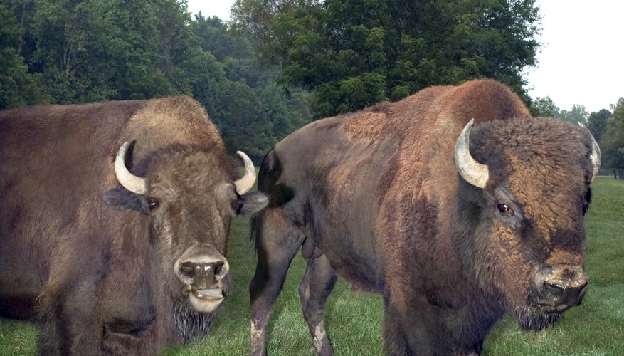 How to Raise Bison in North Carolina Bizfluent