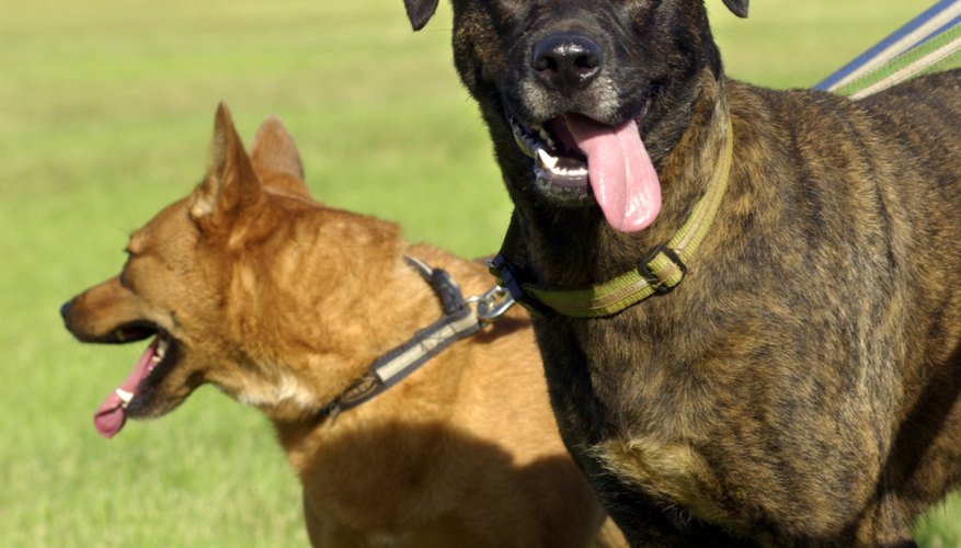 Inicia un servicio de paseo de perros y conviértete en tu propio jefe.