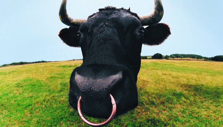 Incluso puedes agregar un anillo en la nariz a tu cabeza de toro.