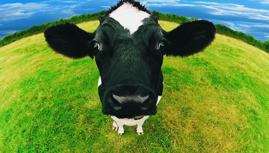 Las vacas proveen la mayor cantidad de leche que la gente consume a nivel mundial.