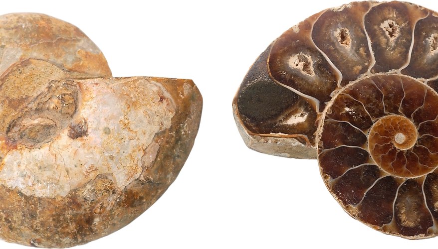 Photo Credit: Zedcor Wholly Owned/PhotoObjects.net/Getty Images Ammonites are a type of extinct marine invertebrate commonly used as index fossils.